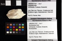 Foto (Objket + Etiketten) von Prosopon sp. 